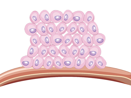 Normal Cells Illustration